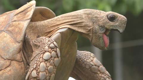 Rate this 1-10: TORTOISE EXPERIENCING BLISS