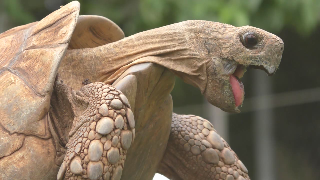 Rate this 1-10: TORTOISE EXPERIENCING BLISS
