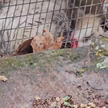 (Part 1) Hatching Eggs Under a FERAL Chicken Gone Wrong...