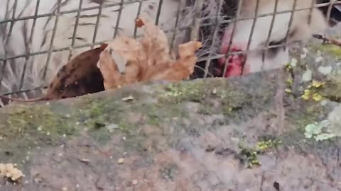(Part 1) Hatching Eggs Under a FERAL Chicken Gone Wrong...