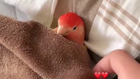 Tag someone who needs to see this! 🐕🐾💖#animals #shorts#animals #pets #viralvideo