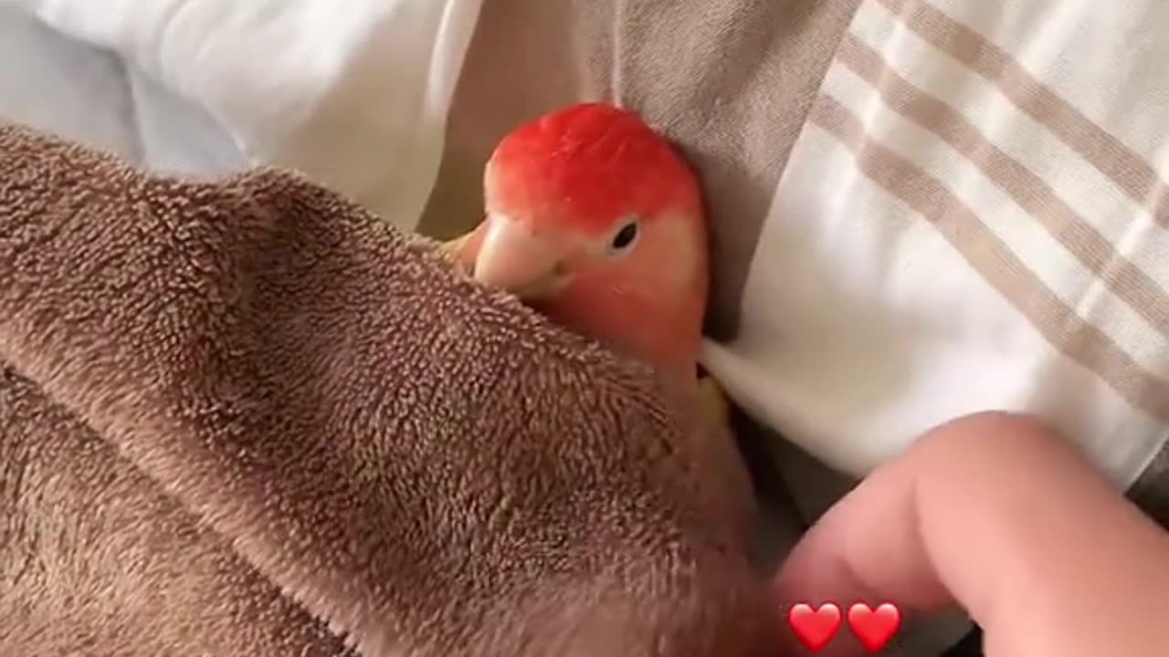 Tag someone who needs to see this! ππΎπ#animals #shorts#animals #pets #viralvideo
