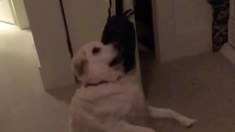 Collab copyright protection - white dog slow motion fail dog treat