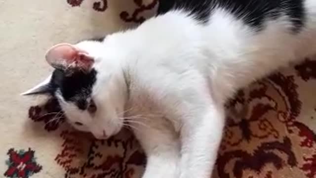 My cat Cheda and his best friend, the radiator :)