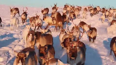 Beautiful reindeer run across picturesque snow-covered landscape 00:09