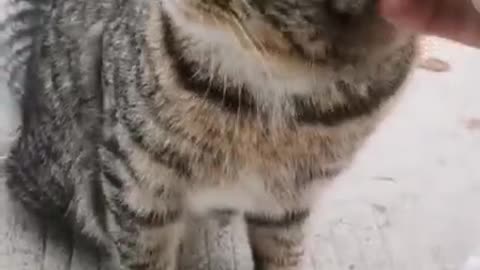 My kitten