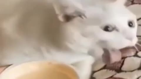 cat funny hhh