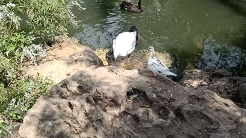 The pigeon is walking freely
