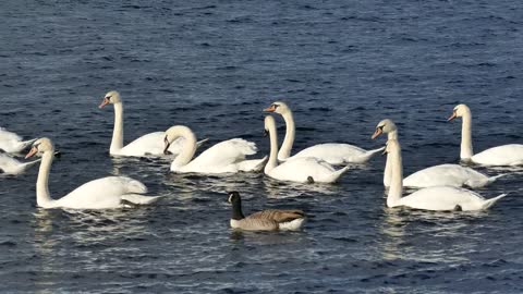 The most beautiful sight of geese birds