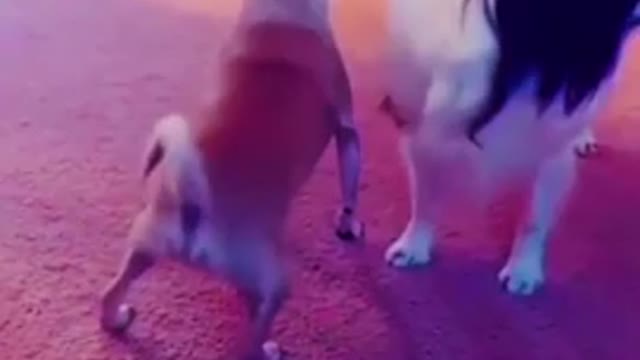 animal funny video