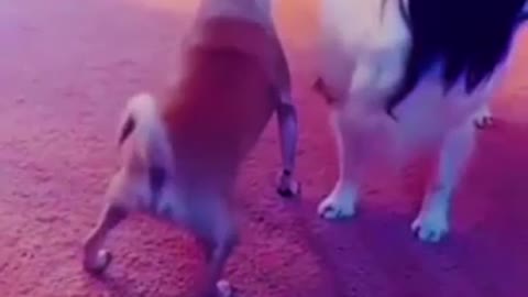 animal funny video
