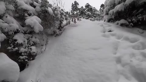 Appalachian Trail - Winter-SOBO7-Three People Three Moose - Kingfield to Rangeley