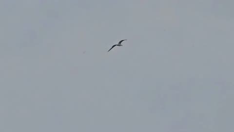 A beautiful seagull in flight in slow motion / beautiful bird in long shot.