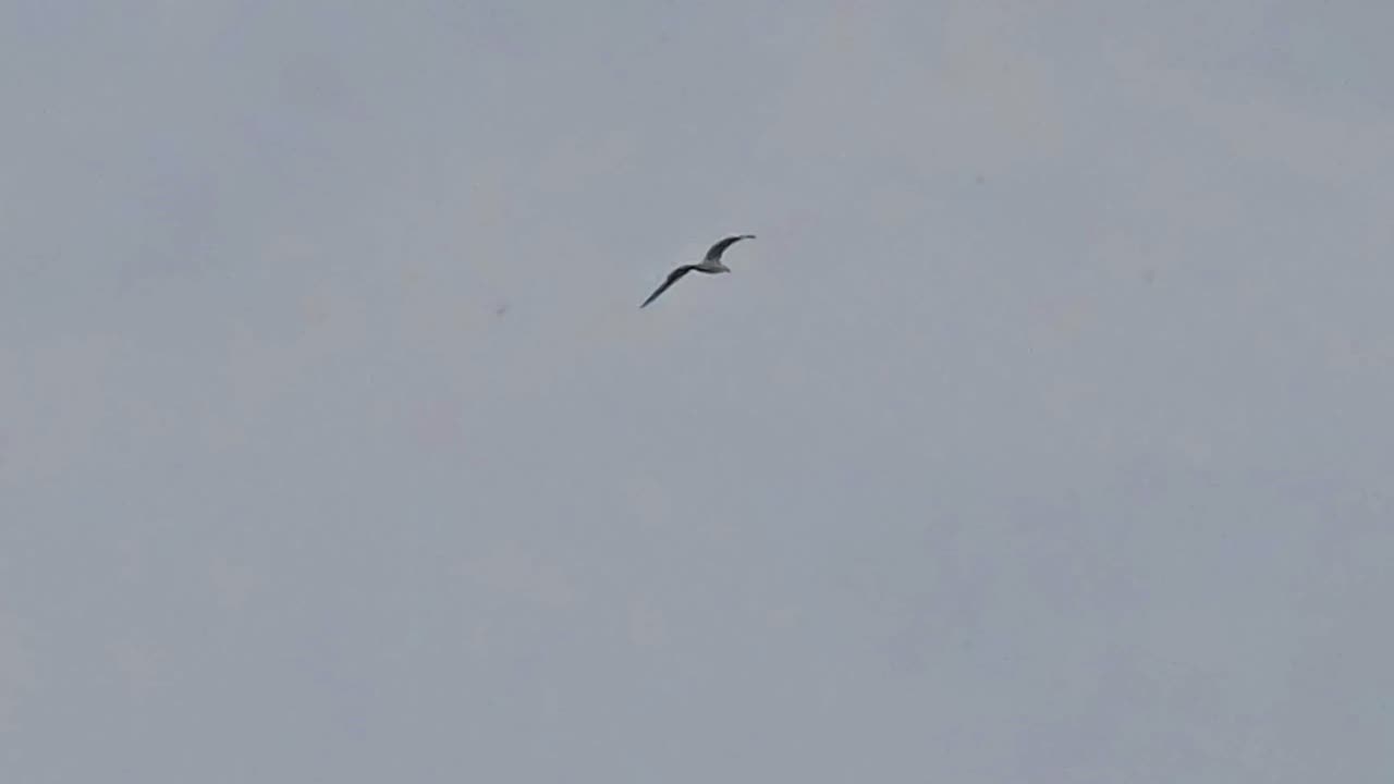 A beautiful seagull in flight in slow motion / beautiful bird in long shot.