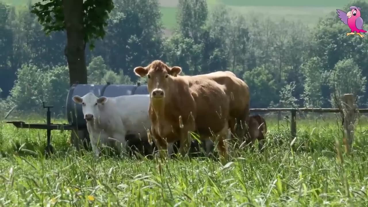 Cow Video mooing and grazing in the field