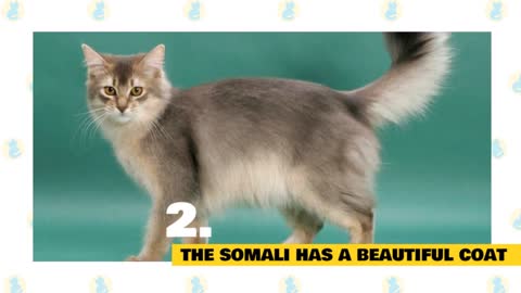 Somali Cats : FUN FACTS & MYTHS