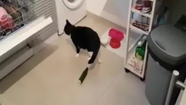 Cats Vs Cucumber Compilation 2021
