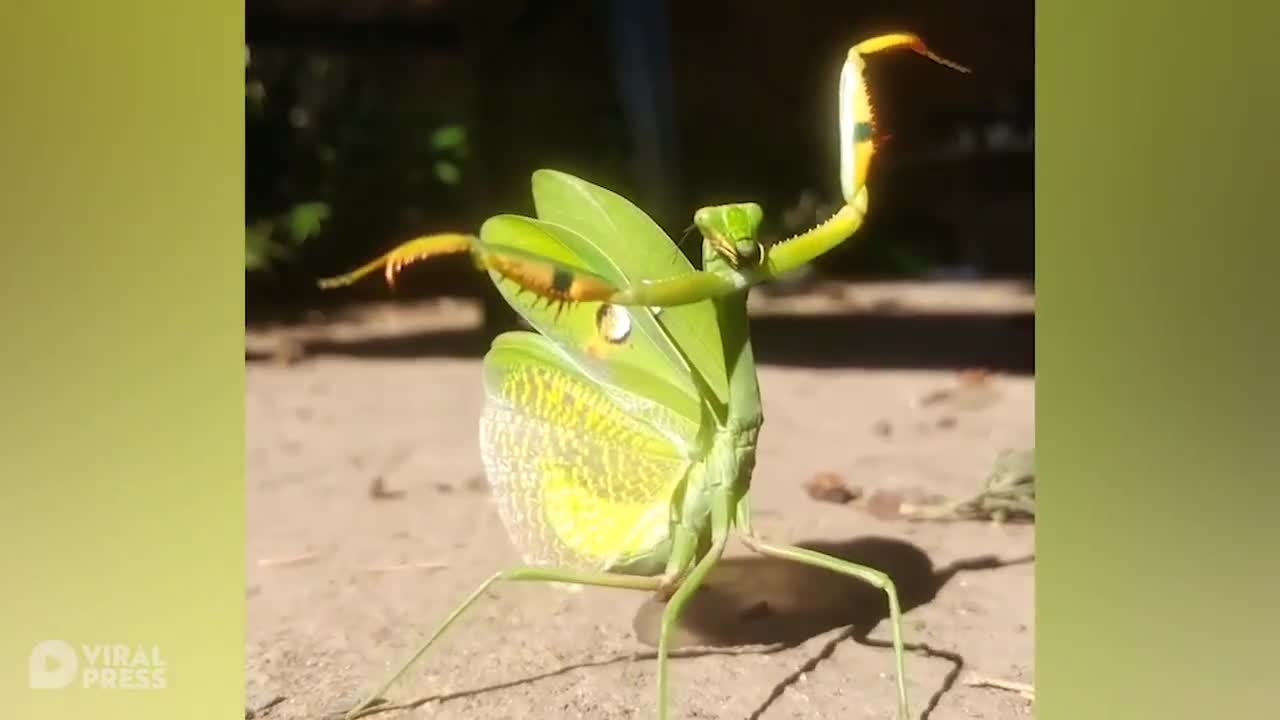 Mantis Kung Fu Moves