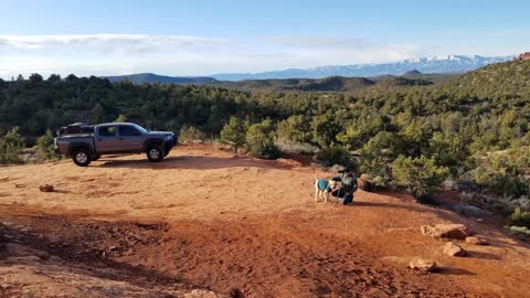 Goldendoodle exploring Sedona