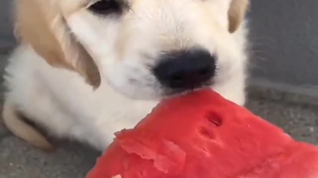 Funny Fruit Puppy 2021| Cute Funniest Puppy