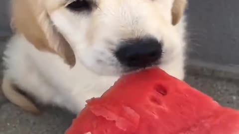 Funny Fruit Puppy 2021| Cute Funniest Puppy