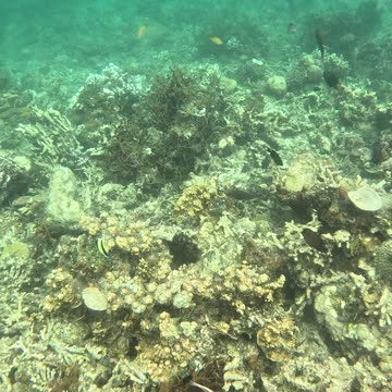 Snorkeling Adventures Philippines. Wow, so many beautiful fish!!