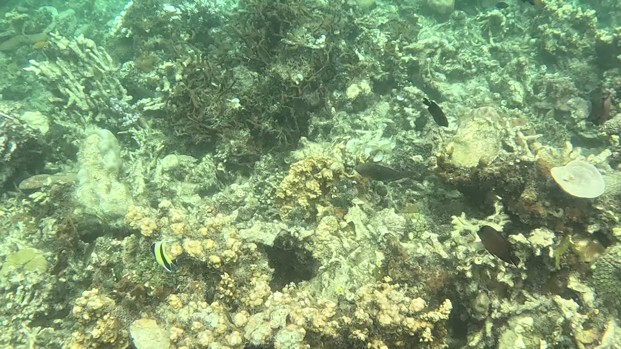 Snorkeling Adventures Philippines. Wow, so many beautiful fish!!