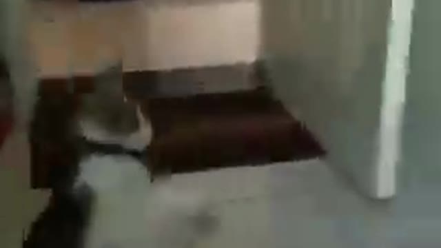 Fun time with kitty in short video 01