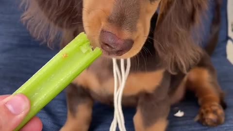 trying celery fur da furst time. 🤨