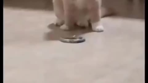 cat playing with snak