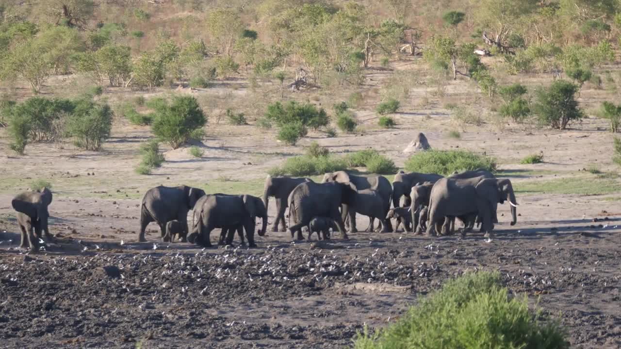 Two herd of African Bush elephants coming together