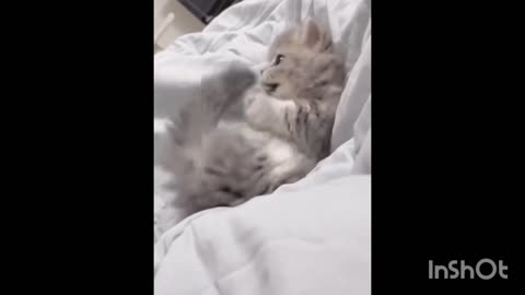 Cute cat feeling fun#funny#viral