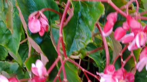 Wax begonia plant