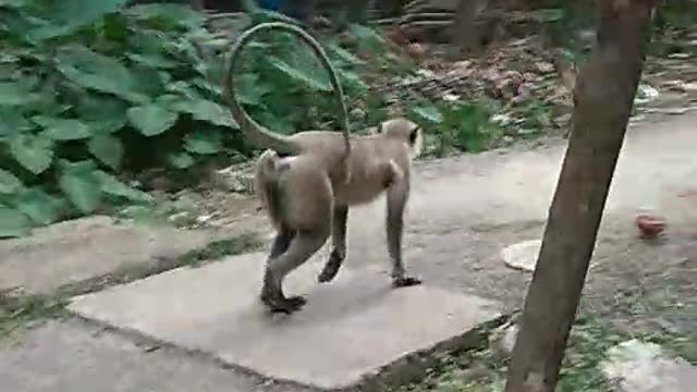 Monkey funny activity