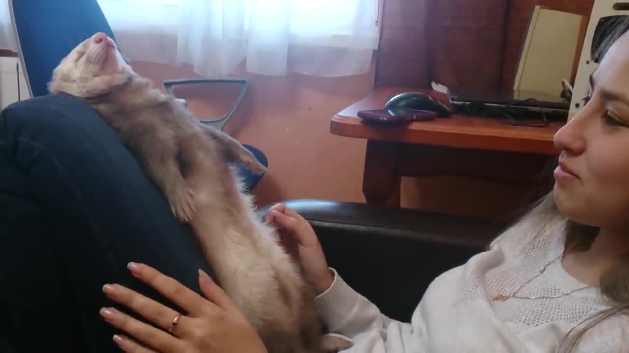 Ferret falls asleep in very dramatic way