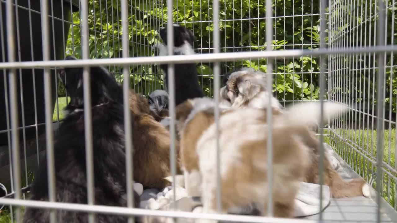 A group of puppies sit and walk around in a cage on grass - closeup