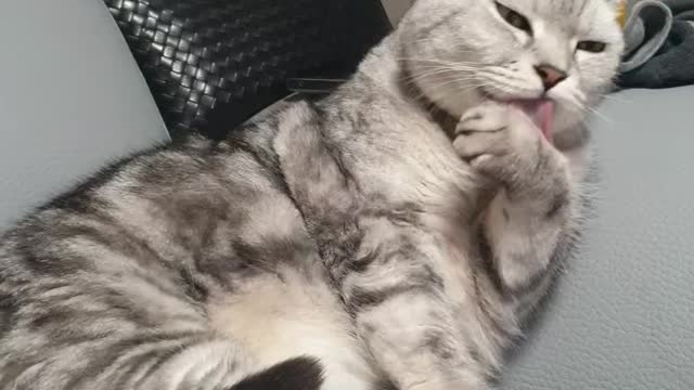 A cat is grooming hard