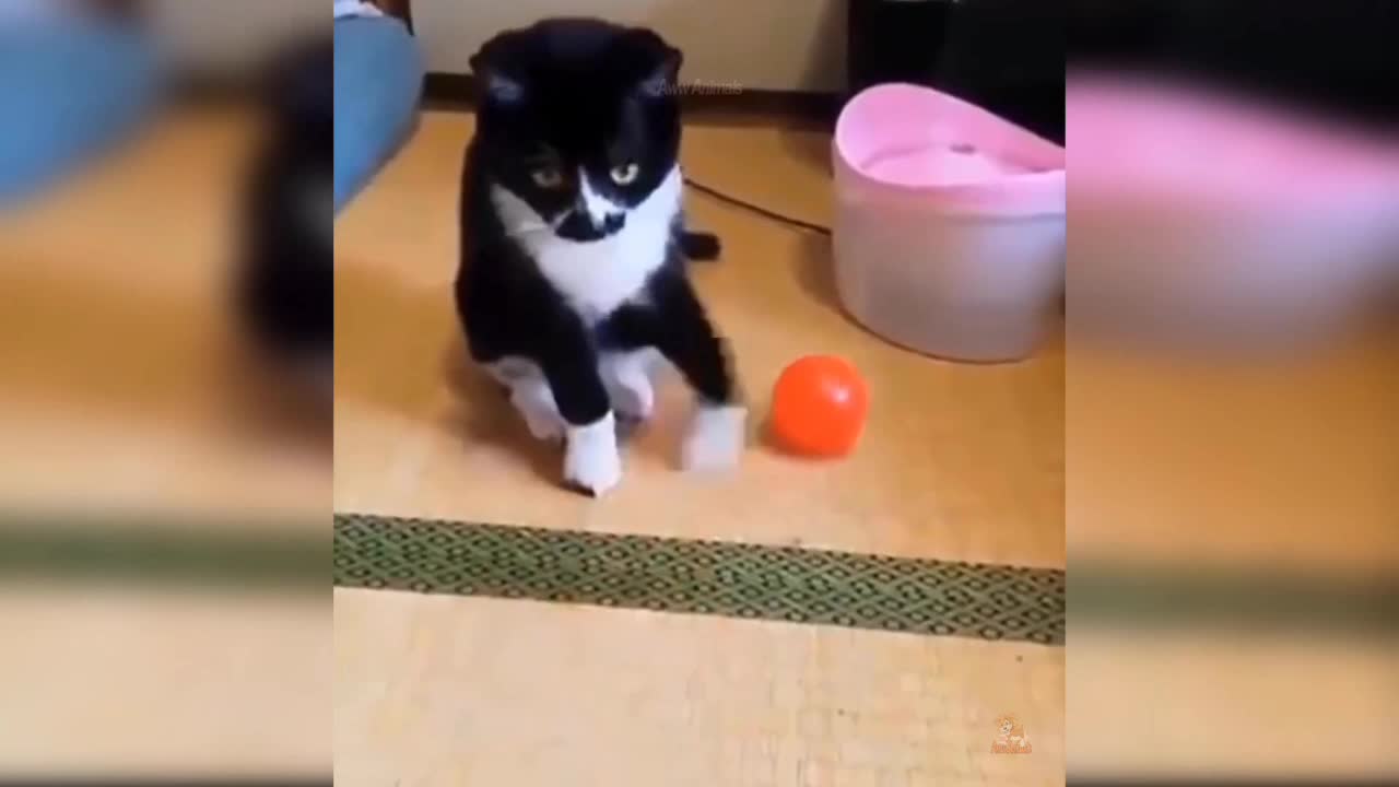 Try Not To Lough Challenge 🤣🤣 | Funny Cat Videos | Cats Hilarious Video | Cute Cats