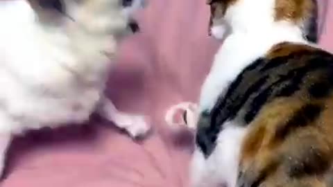 Best funny animal video in the world🤣