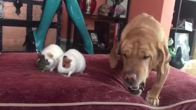 Dog and Guinea Pigs Sharing Salad