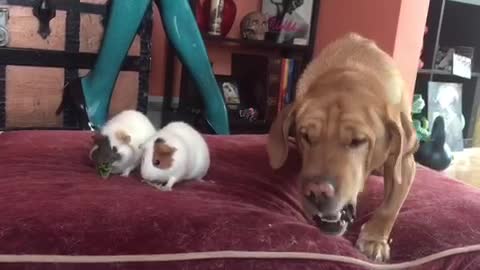 Dog and Guinea Pigs Sharing Salad