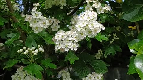 Hawthorne flowers