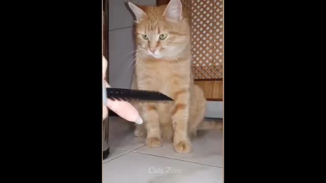 Cat iritted nail sound funny movements