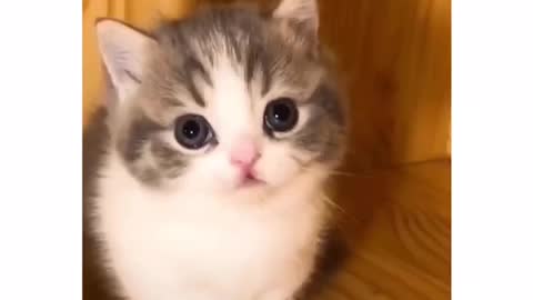 Tiktok Pets to Cure all your Sadness