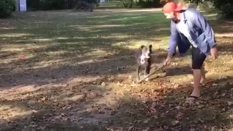 A man in red hat spins pitbull dog on branch