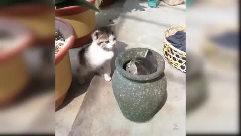 For cat lover
