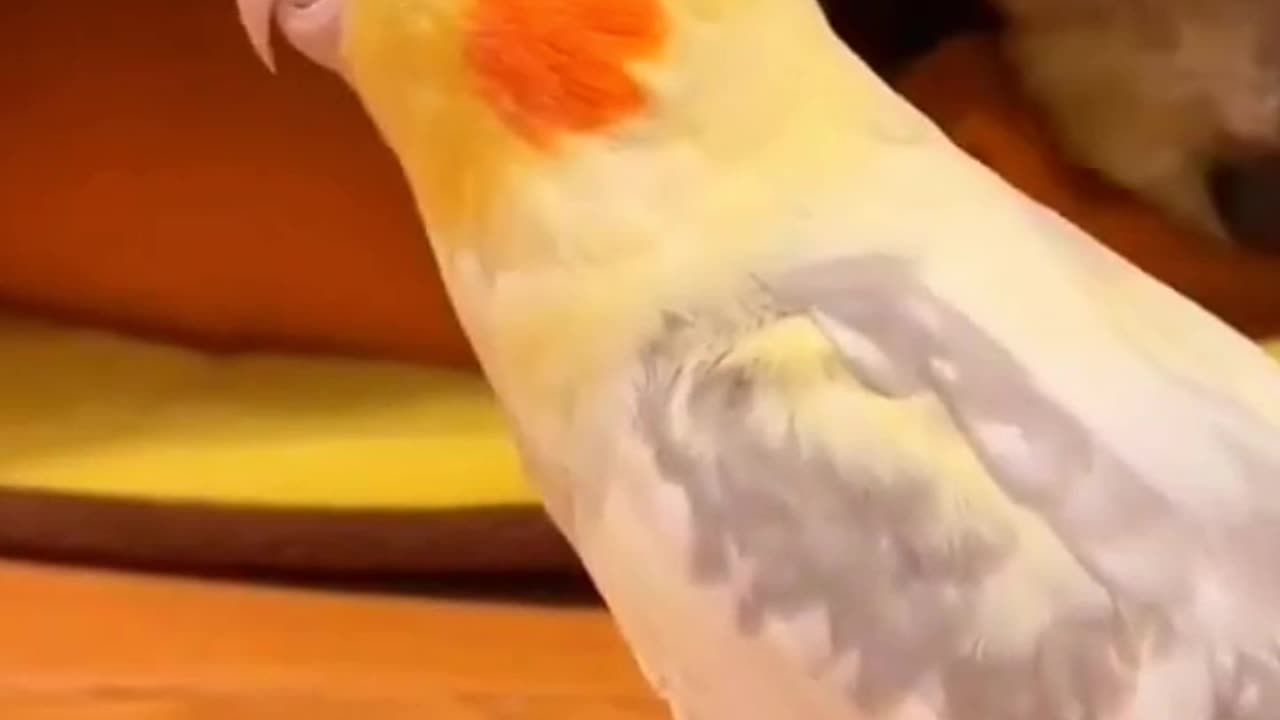 Cute cockatiel parrot funny parrot talking birds