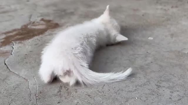 The cat turns its belly