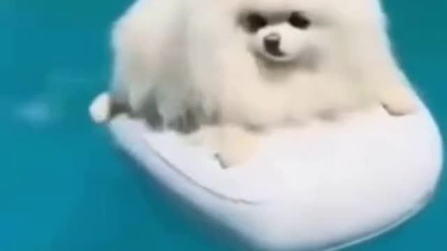 Funny cute puppies.. so adorable