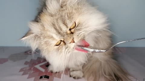 ASMR cat eating yogurt